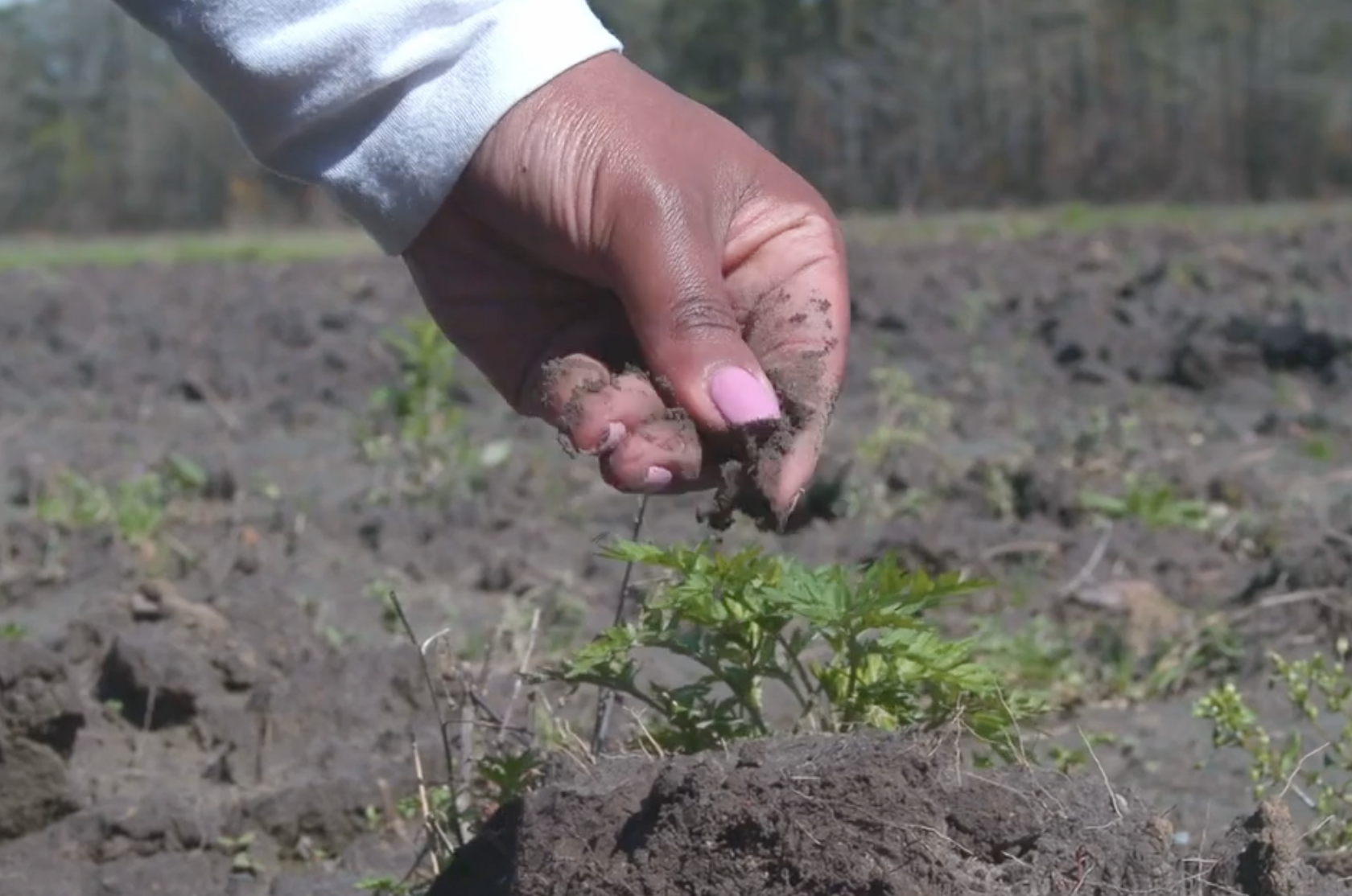 Black Churches Transform Food Aid Into Food Justice